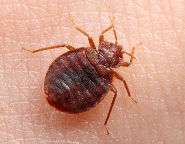 Travel lovers, bed bugs are on holidays with you