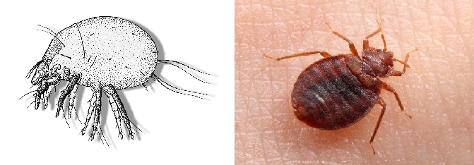 The difference between bed bugs and mites