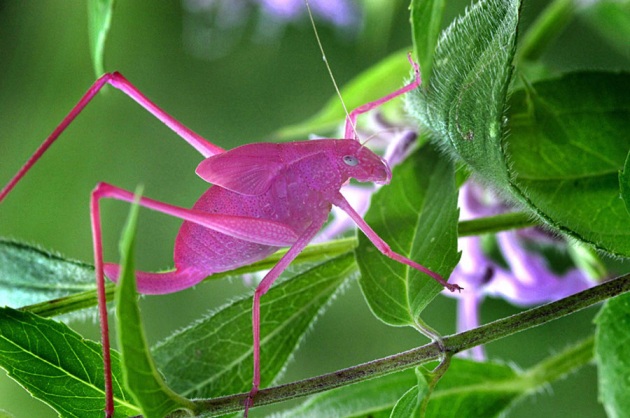 The pink grasshopper