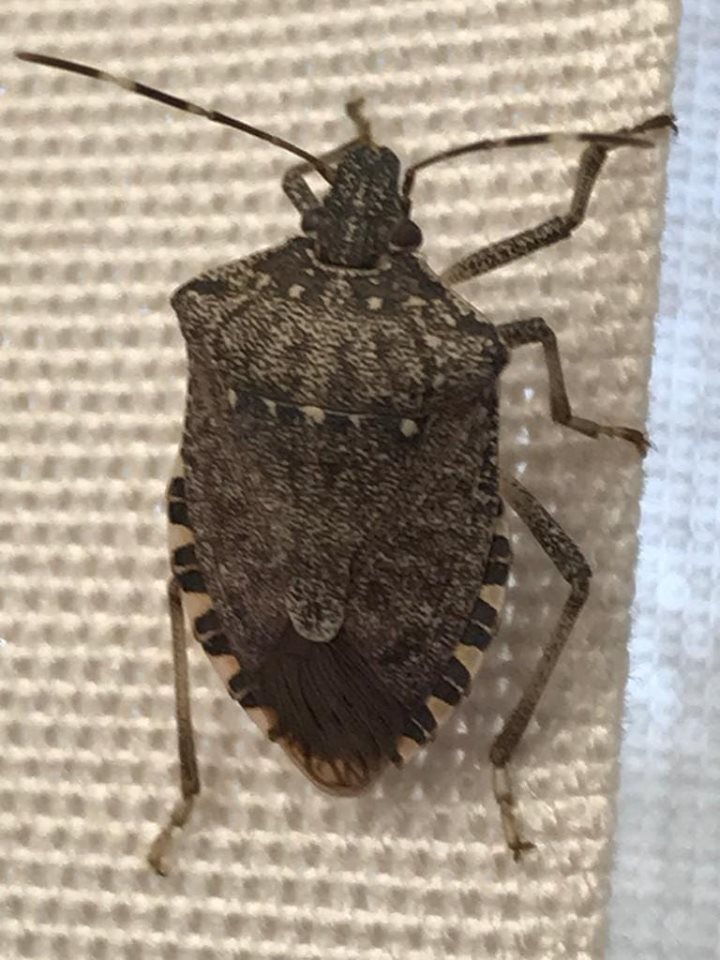 Asian bug in Olbia