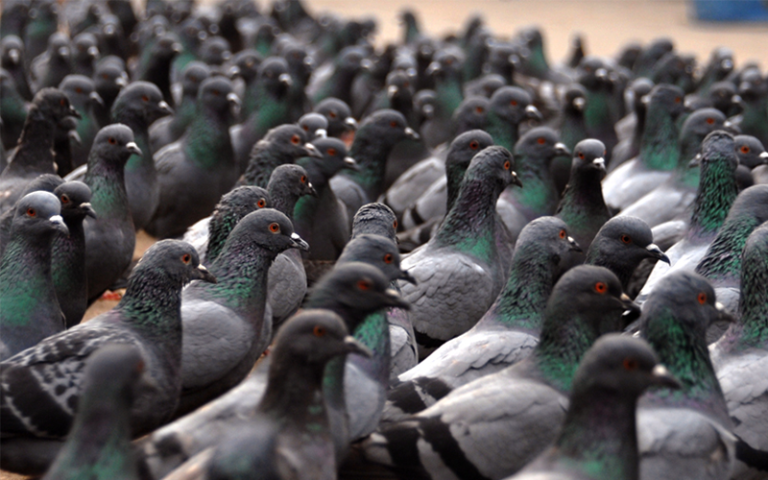 Risks and damage caused by pigeons