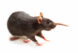 Rattus rattus (Black rat)