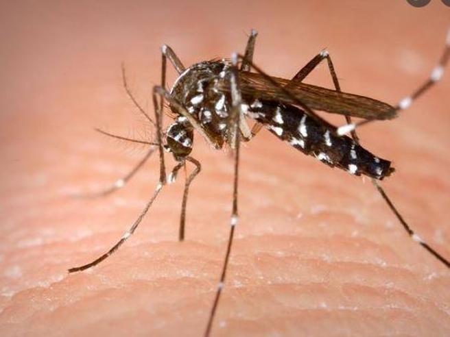 Gallura Disinfestazioni