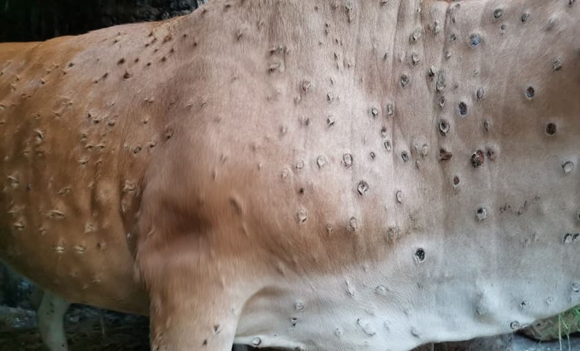 Gallura Disinfestazioni