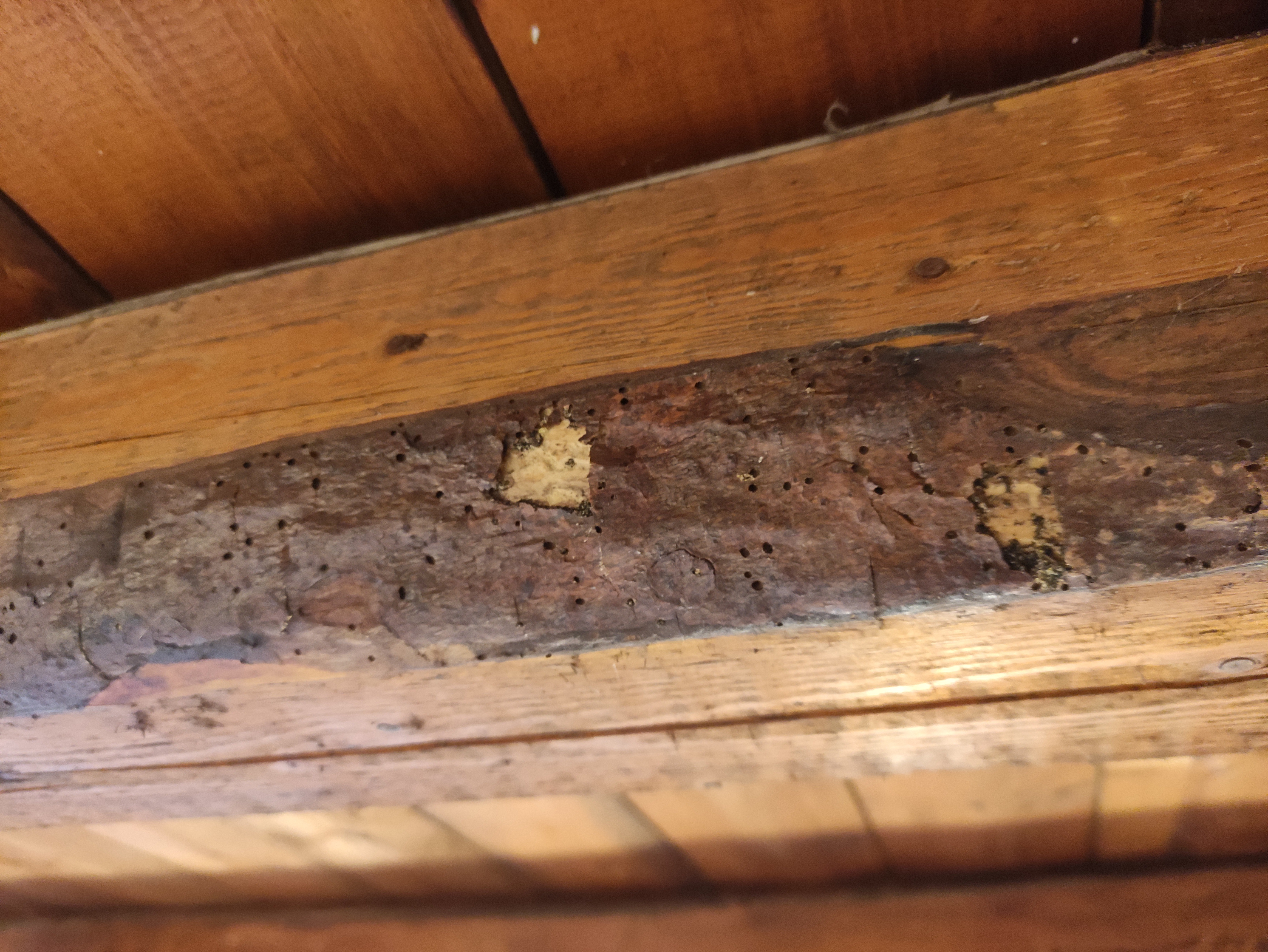 Gallura Disinfestazioni