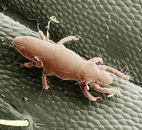 Woodworms and Mites: two sides of the same medal