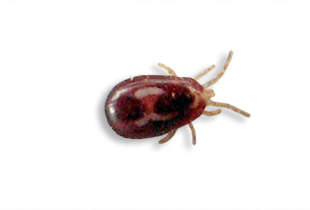 Pigeon red mite in italian chicken coops