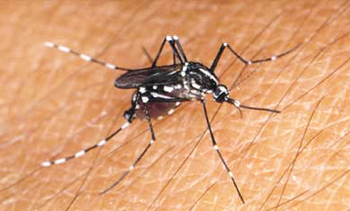 Mosquitoes are the most dangerous animal of the earth