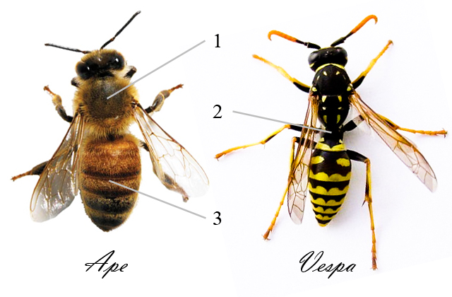 Differences between bees and wasps