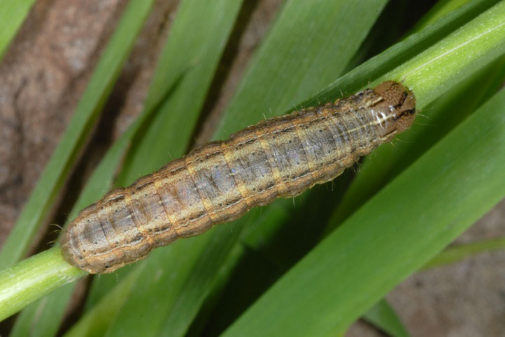 Damages caused by Lawn moths