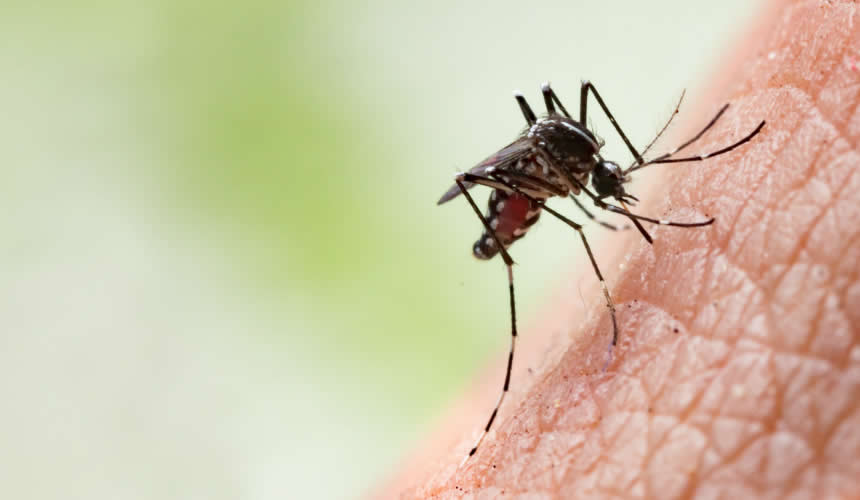 Mosquitoes disinfestations: Virus Chikungunya