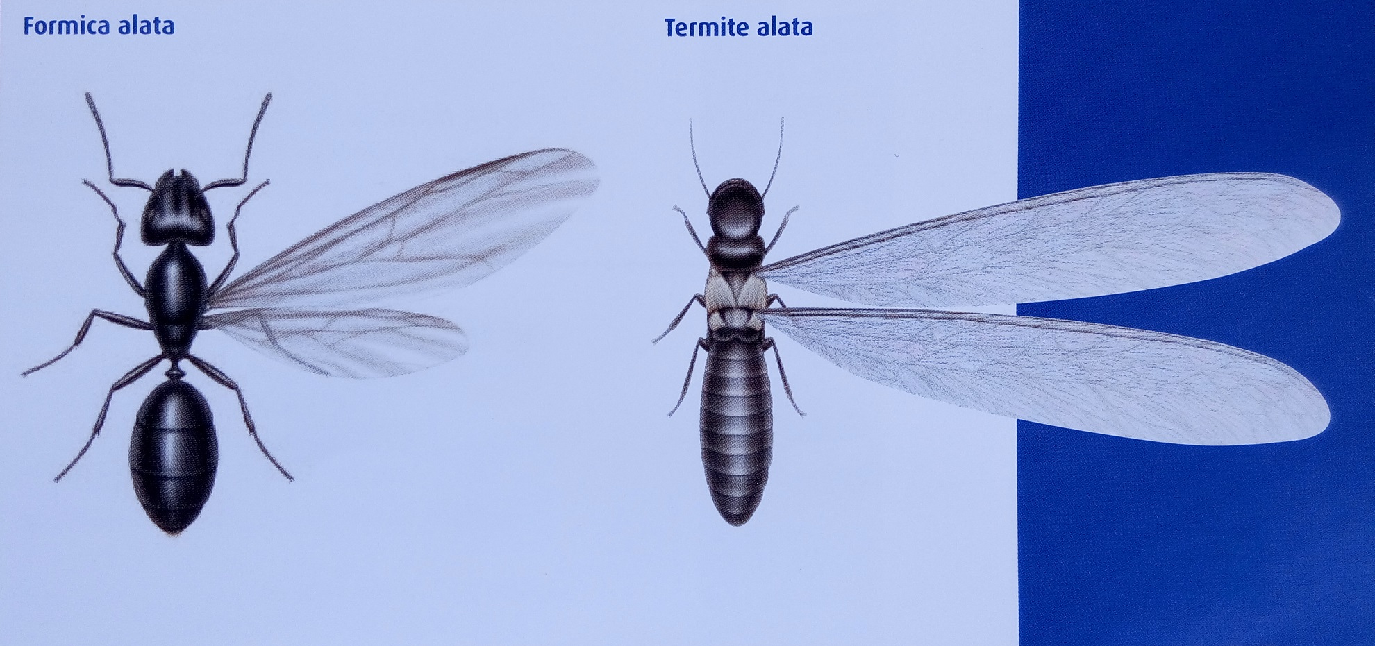 The difference between termites and flying ants