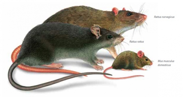 Find out if you’re dealing with a mouse or a rat