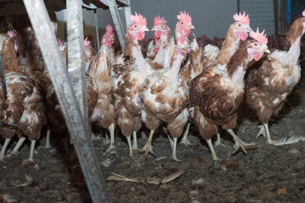 Pigeon red mite in italian chicken coops