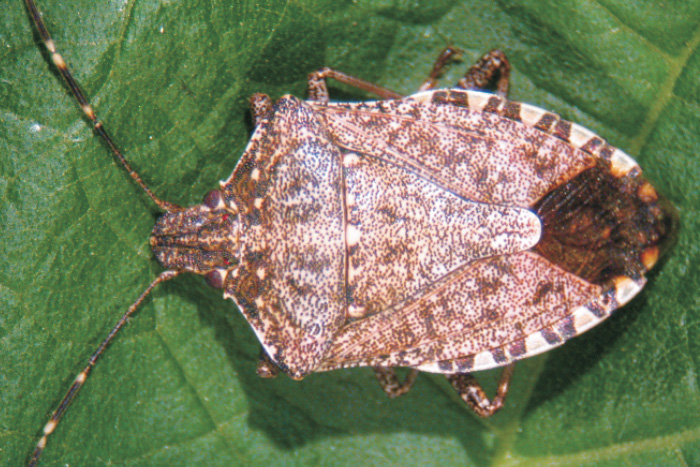 The invasion of bed bugs in North Italy