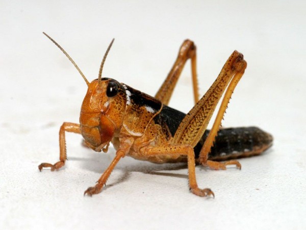 Locust warning!