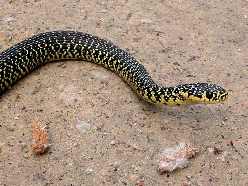 Dangerous reptiles in Sardinia