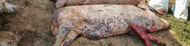 Gallura Disinfestazioni