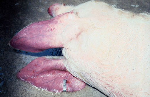 African Swine Fever