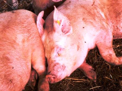 African Swine Fever