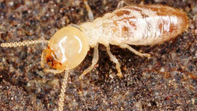 The Termites: questions, answers and clarifications