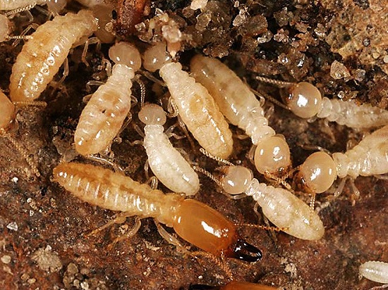 Damages caused by termites