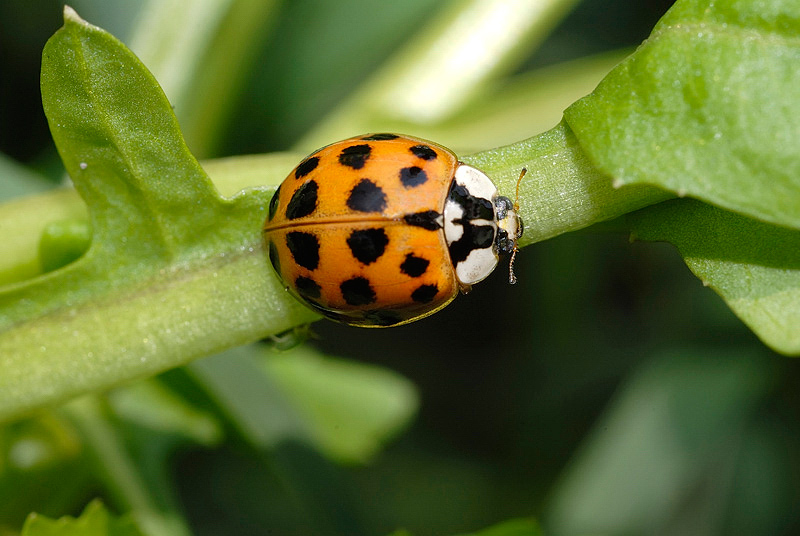 Ladybug that bring bad luck