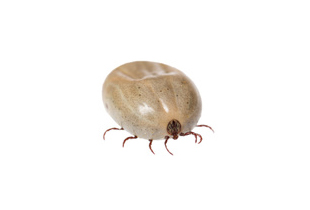 Ticks Alarm