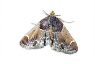 Pyralis farinalis