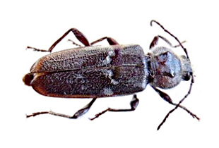 Anobium punctatum