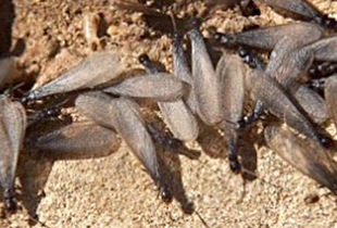 Gallura Disinfestazioni