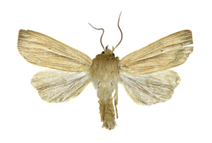 Lawn moths