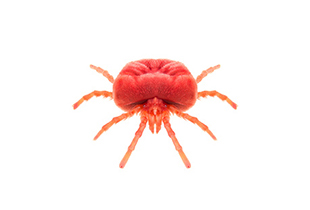 Red spider mites